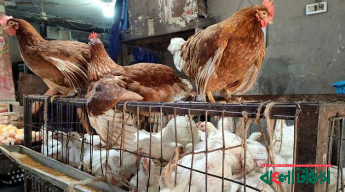 উত্তাপ মুরগি-গরুর মাংসের বাজারে