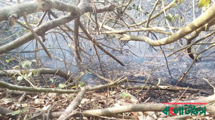 Fire breaks out inside Sundarbans
