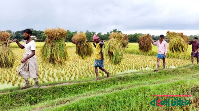97pc of Boro paddy harvested in haor areas: agriculture ministry