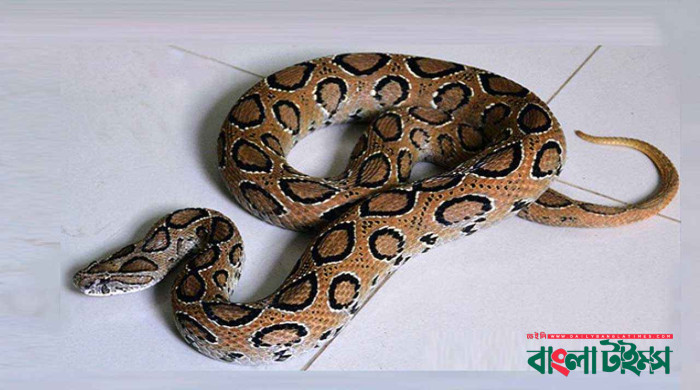 রাসেলস ভাইপার নিয়ে বন বিভাগের ৭ পরামর্শ