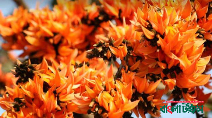 আগুনঝরা পলাশে রঙিন অরণ্য