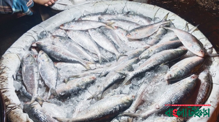 Govt decides to permit hilsa export to India
