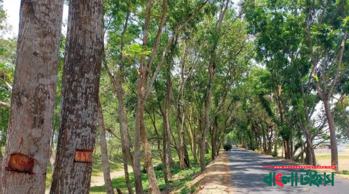 এবার কুষ্টিয়ায় কেটে ফেলা হচ্ছে ৩ হাজার গাছ