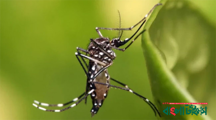 Record 19 people die of dengue in 24 hrs