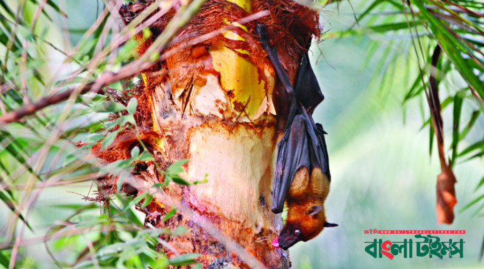 নিপাহ ভাইরাসে মৃত্যুর হার ৭০ শতাংশেরও বেশি