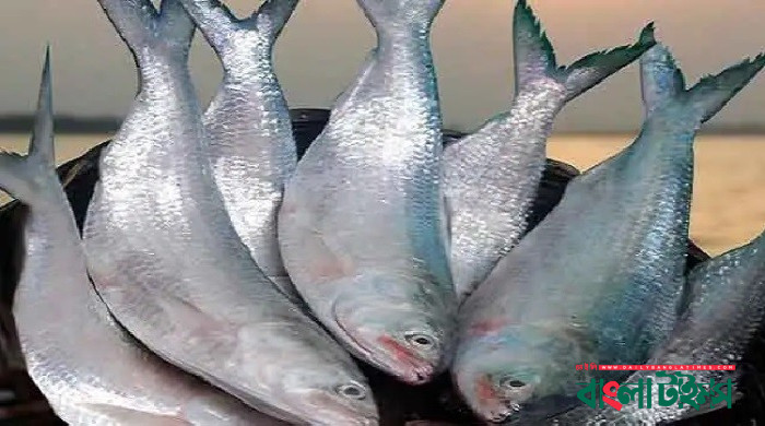 দুর্গাপূজায় ৫ হাজার টন ইলিশ ভারতে রপ্তানি হতে পারে: টিপু মুনশি
