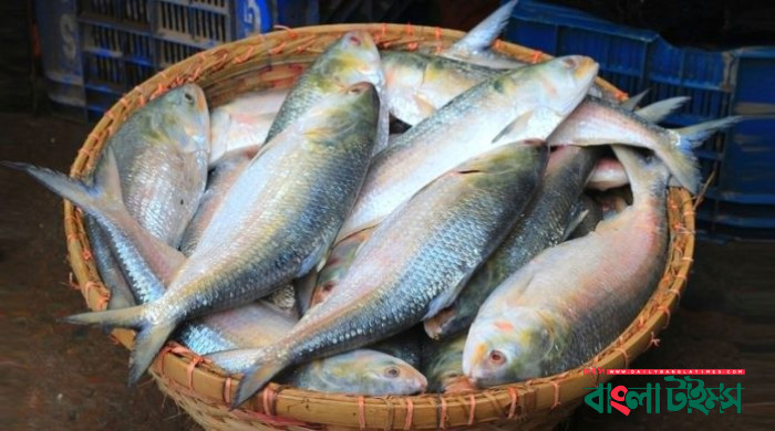 ৬০০ টাকা কেজি দরে ইলিশ বিক্রি করবে সরকার