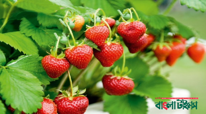 বেসরকারিভাবে হজ পালনে খরচ হবে যত টাকা