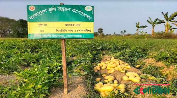 BADC tests 17 new potato varieties amid campaign for food diversity