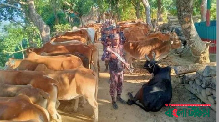 বন্ধ হচ্ছে না মিয়ানমার থেকে গরু আনা, এক রাতে ৯০ গরু জব্দ