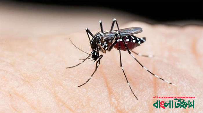 ডেঙ্গুতে আরও ১৭ জনের মৃত্যু, হাসপাতালে ভর্তি ৩০৮৪