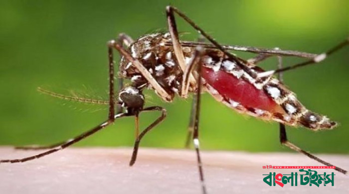 20 more dengue patients die in a day