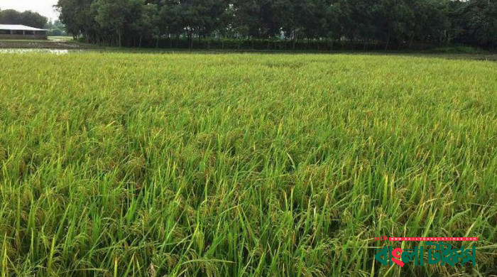 Farmers to get over Tk 57 cr incentives for boosting Aus