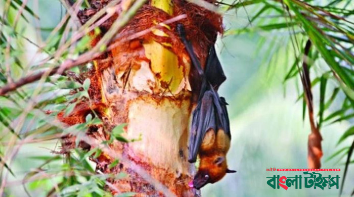 নিপাহ ভাইরাস ছড়িয়েছে ২৮ জেলায়, হাসপাতাল প্রস্তুত রাখার নির্দেশ