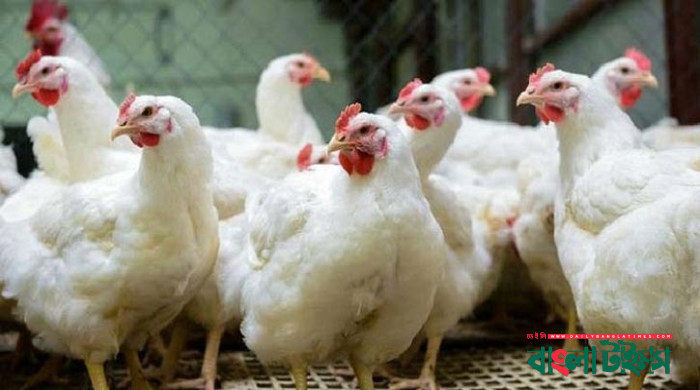 সংকটে পোলট্রি শিল্প