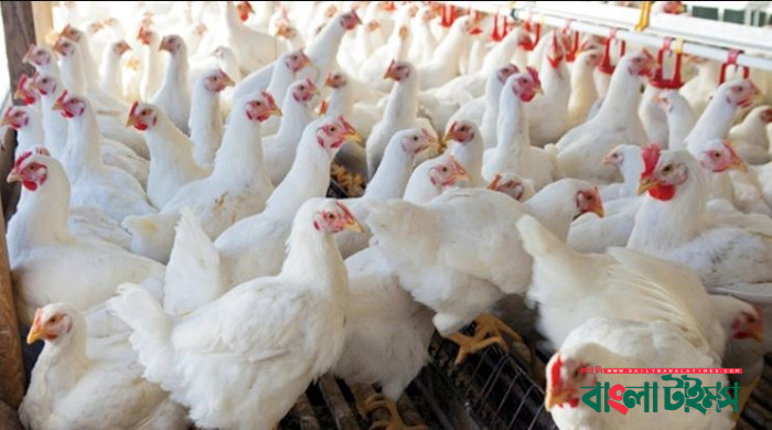 ব্রয়লার মুরগির দাম ৩০০ ছুঁই ছুঁই