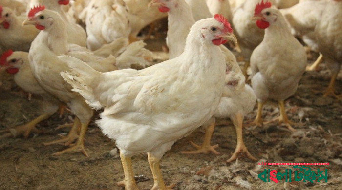 রেকর্ড ভেঙে সর্বোচ্চ দাম ব্রয়লার মুরগির
